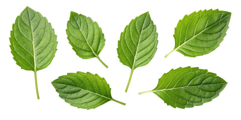 Holy basil leaf fresh green herb leaves isolated on transparency background with natural texture and detail for healthy food