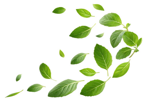 Fresh holy basil leaf collection with vibrant green color and natural texture floating on transparent background for healthy herbal use