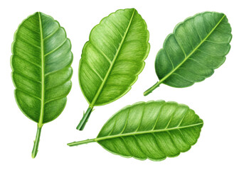 Obraz premium Fresh kaffir lime leaf collection with vibrant green color and detailed texture perfect for cooking and natural decoration