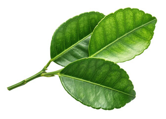 Kaffir lime leaf with fresh green texture and natural veins on isolated background for cooking and decoration