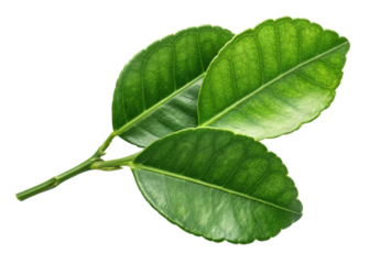Kaffir lime leaf with fresh green texture and natural veins on isolated background for cooking and decoration