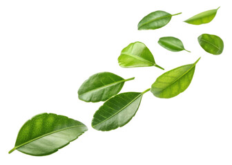 Fototapeta premium Kaffir lime leaf collection with fresh green leaves isolated on transparent background showing natural texture and vibrant color