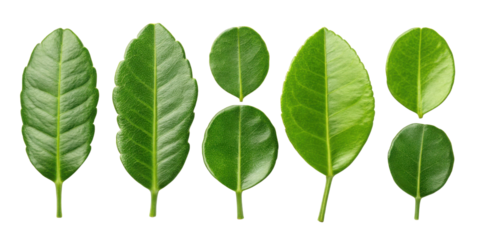 Kaffir lime leaf collection with fresh green leaves isolated on transparency background showing different shapes and sizes of kaffir lime leaf