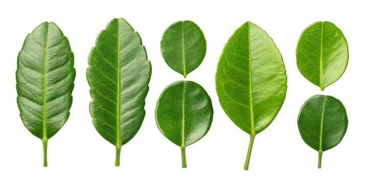 Kaffir lime leaf collection with fresh green leaves isolated on transparency background showing different shapes and sizes of kaffir lime leaf