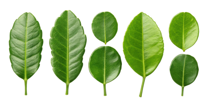 Kaffir lime leaf collection with fresh green leaves isolated on transparency background showing different shapes and sizes of kaffir lime leaf