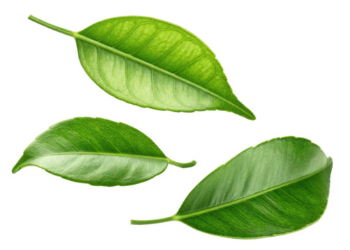 Fresh kaffir lime leaf collection with vibrant green color and natural texture perfect for cooking and herbal use