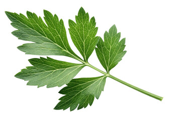 Fresh lovage leaf with vibrant green color and detailed veins isolated on transparency background showing natural texture and freshness