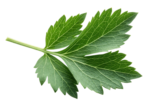 Lovage leaf with fresh green texture and detailed veins showing natural beauty and vibrant color in close up view