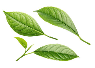 Fresh green matcha leaf collection with detailed texture and natural veins isolated on transparency background for healthy tea concept