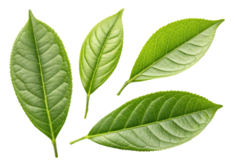 Fresh green matcha leaf collection with natural texture and vibrant color perfect for healthy tea or herbal use