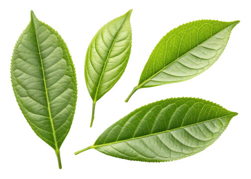 Fresh green matcha leaf collection with natural texture and vibrant color perfect for healthy tea or herbal use