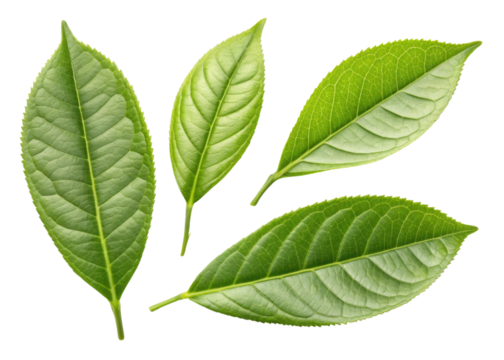 Fresh green matcha leaf collection with natural texture and vibrant color perfect for healthy tea or herbal use