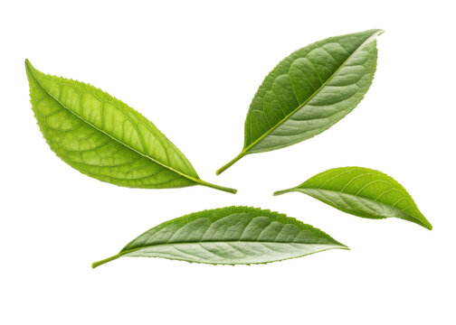 Fresh green matcha leaf collection with natural texture and vibrant color isolated on transparency background for healthy tea concept