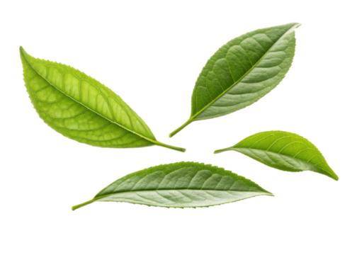 Fresh green matcha leaf collection with natural texture and vibrant color isolated on transparency background for healthy tea concept