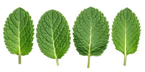 Fresh mint leaf collection with vibrant green color and detailed texture showing natural beauty and freshness in each leaf