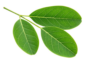 Obraz premium Fresh moringa leaf with vibrant green color and detailed veins isolated on transparency background showing natural texture and healthy plant life