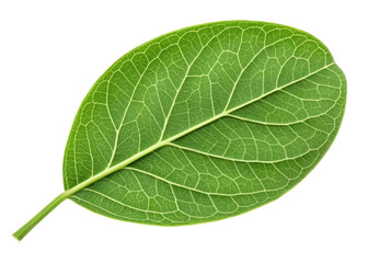 Obraz premium Moringa leaf with vibrant green color and detailed vein structure showing natural freshness and healthy plant life in close up view