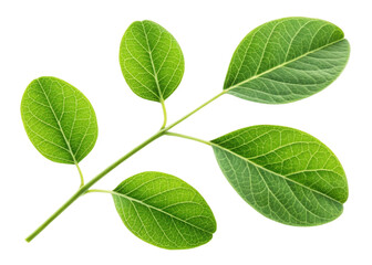 Fresh moringa leaf branch with vibrant green leaves showing detailed veins and natural texture isolated on transparency background