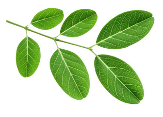 Moringa leaf branch with fresh green leaves showing detailed veins and natural texture isolated transparency background for healthy plant concept