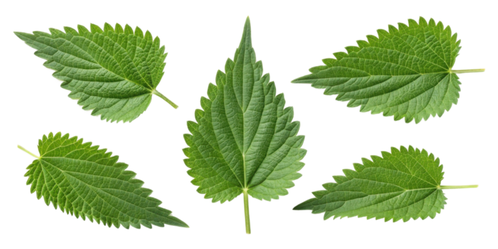 Nettle leaf collection with fresh green texture and serrated edges showing natural plant details and vibrant color in isolated view