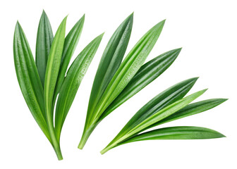 Obraz premium Fresh pandan leaf with vibrant green color and smooth texture perfect for cooking and decoration with natural beauty