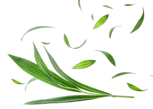 Green pandan leaf with fresh leaves flying around in natural light creating lively and refreshing atmosphere