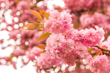 pink cherry blossom in spring