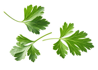 Fresh parsley leaf isolated on transparency background with vibrant green color and natural texture perfect for culinary use and healthy dishes