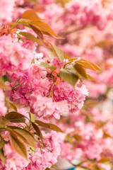 pink cherry blossom in spring
