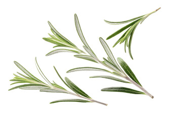Fresh rosemary leaf sprigs with green needle like leaves isolated on transparency background for natural herb flavoring