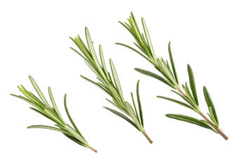 Fototapeta premium Fresh rosemary leaf sprigs with vibrant green needle like leaves perfect for cooking and aromatic decoration in natural setting