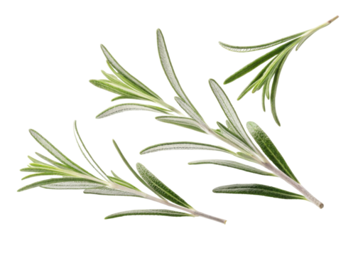 Fresh rosemary leaf sprigs with green needle like leaves isolated on transparency background for natural herb flavoring