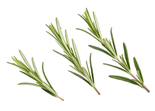 Fresh rosemary leaf sprigs with vibrant green needle like leaves perfect for cooking and aromatic decoration in natural setting