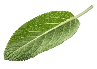 Fresh green sage leaf with detailed texture and veins isolated on transparency background showing natural beauty and vibrant color