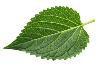 Fresh green leaf with detailed veins and serrated edges showing natural texture and vibrant color like sesame leaf