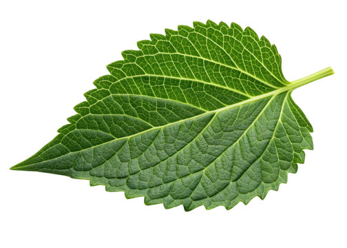 Fresh green leaf with detailed veins and serrated edges showing natural texture and vibrant color like sesame leaf