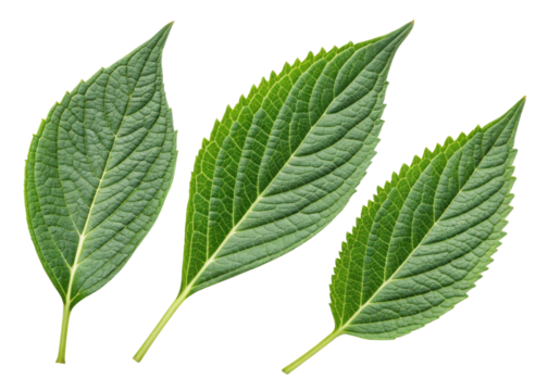 Fresh green leaf with detailed veins and serrated edges, showcasing natural beauty and texture like sesame leaf in vibrant light