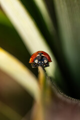 Macro photograph of a red ladybug with black spots climbing on a green leaf,