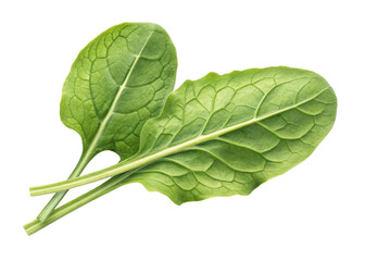 Obraz premium Two fresh sorrel leaves with visible veins and stems isolated on transparency background showing natural green color and texture