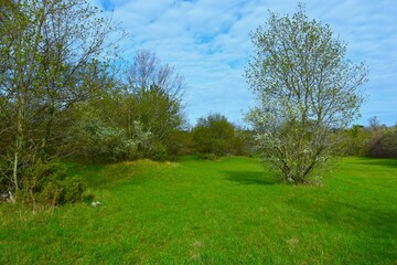 Green meadow with white blooming shrubs in spring