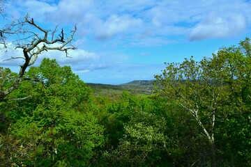 View of Kras landscape and lush tree foliage in Slovenia