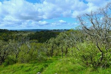 Trail leading through a deciduous, broadleaf forest at Kras, Slovenia