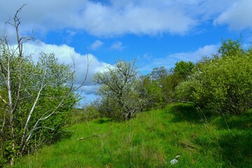 Green meadow with white blooming shrubs at Kras, Slovenia