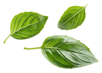 Sweet fresh basil leaf close up with vibrant green color and natural texture isolated on transparency background for culinary use