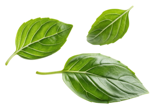 Sweet fresh basil leaf close up with vibrant green color and natural texture isolated on transparency background for culinary use