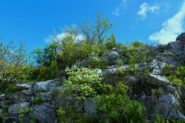Rocks covered in white and yellow flowering shrubs
