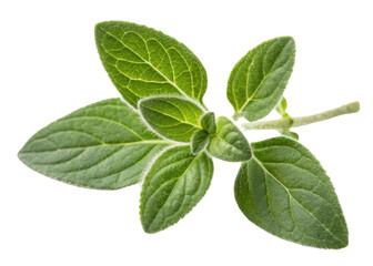 Fresh thyme leaf with vibrant green color and delicate texture showing natural beauty and freshness in close up view