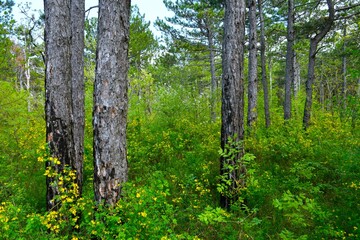 Naklejka premium Pine forest with yellow scorpion senna (Hippocrepis emerus) shrubs
