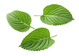 Fototapeta premium Fresh green leaf with detailed veins and texture wasabi plant leaves isolated on transparency background natural healthy ingredient