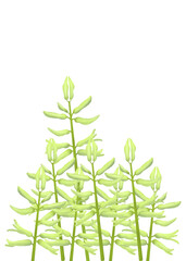 A composition of hyacinth plants. Pencil illustration of flowers